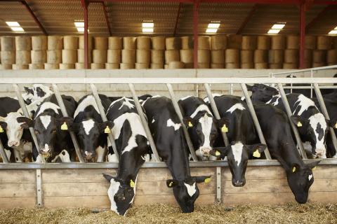 A veterinary agreement between the UK and EU would align standards and regulations to reduce the need for border controls and inspections (Getty Images)